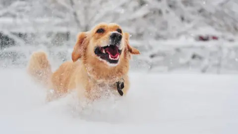 Getty Images A very happy looking golden retriever runs through the snow in the park.