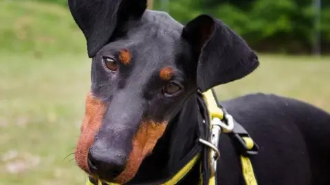 Dogs Trust Dog leaning its head