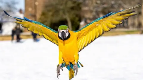 Carlie Thomas Shelby the Parrot