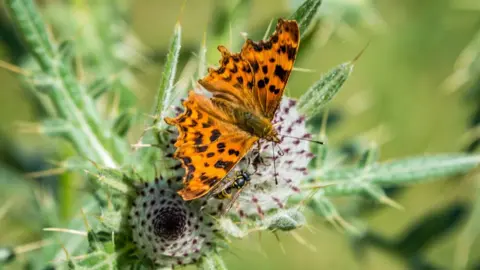 Anthony Morris A butterfly landing on thistle, also snapped at the Wittenham Clumps