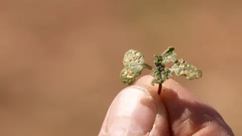 This shrivelled seedling should have been feed for David's cows for next winter