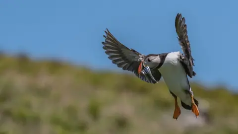 Al Rees Puffin