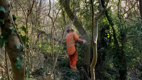 Natural Resources Wales man in high viz clothing cutting a tree in a forest with a chainsaw