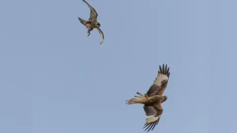 Chris Skipper Peregrine flying at red kite