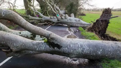 PA Two of the beech trees are pictures collapsed across the road