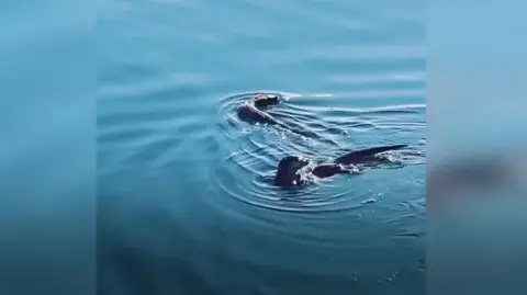 Otters on Ipswich Waterfront