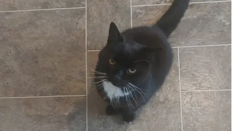 The kennel club Oscar the cat