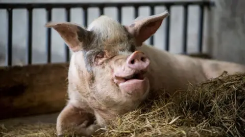 AFP Zhu Jiangqiang sitting in its enclosure at a museum in Chengdu