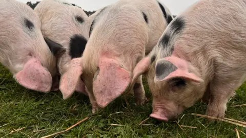 Martin GIles/BBC Pigs in a field