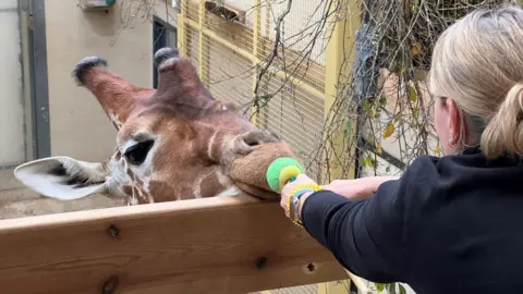 A woman holding a ball up to a giraffe's mouth