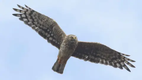 Andy Hay (rspb-images.com) Hen harrier female