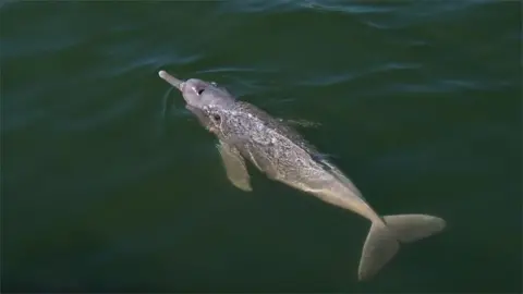 AFP Undated handout picture taken at an undisclosed location released by WWF Brazil on August 30, 2017 showing a specimen of the new species of dolphin Inia araguaiaensis which was included in the 2014-2015 Report of New Species of Vertebrates and Plants of the Amazon.