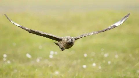 Getty Images Great skua