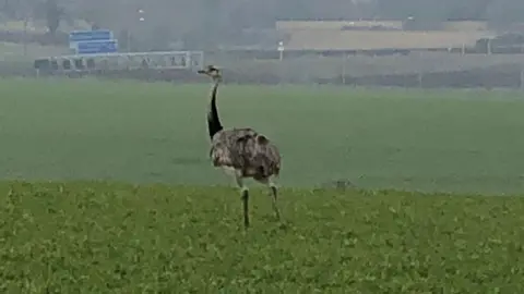 Karen Fagioli rhea bird