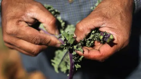 Getty Images Kale