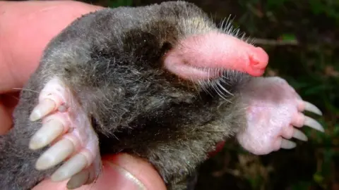 PA Undated handout photo issued by WWF, of a Euroscaptor orlovi, a mole, which is one of the 115 new species that were discovered in the Greater Mekong region in 2016