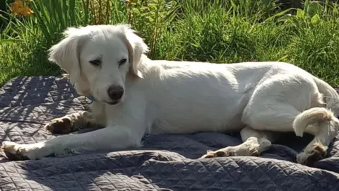 South Yorkshire Police Misty the rescue dog