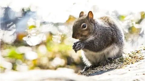 Joann Randles A squirrel