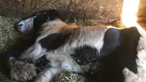 Help for Horses An ill horse