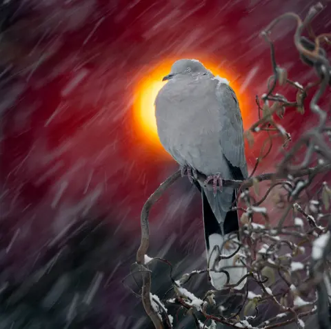 Nature TTL / Terje Kolaas A dove sits on a branch with snow on its head and wing