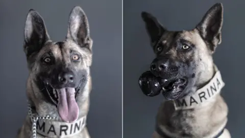 Santiago Arau Two Mexican navy rescue dogs pose for the camera of Santiago Arau.