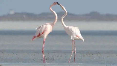 Getty Images Flamingos in a salt lake in Limassol, Cyrprus