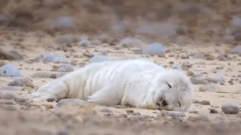 Hanne Siebers/National Trust First grey seal pup of the 2022 season at Blakeney Point, Norfolk