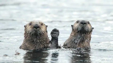 Donna Bourdon/Comedy Wildlife Photography Awards Otters waving