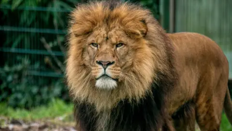 Blackpool Zoo Lion