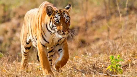 Tiger conservation - BBC News