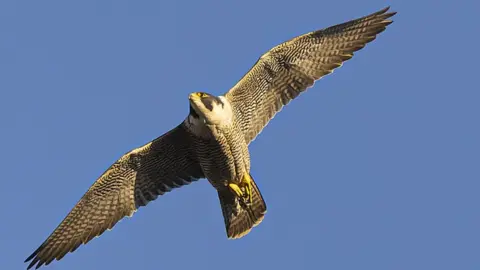 Kim Skipper Edith the peregrine falcon