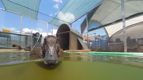 WWT Pochard in captivity