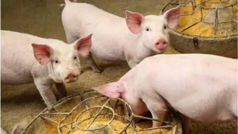 Getty Images Piglets are seen at a pig farm on May 13, 2020 in Bijie, Guizhou Province of China.