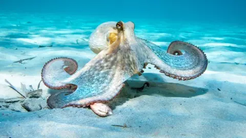 Getty Images Octopus