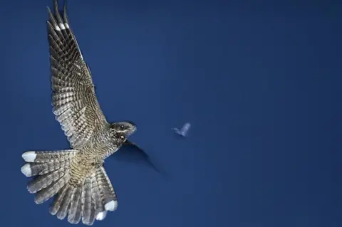 Getty Images Nightjar