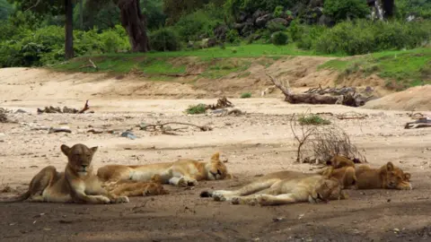 Ruaha Pride of lions