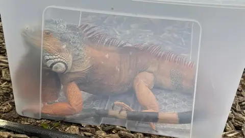 LFRS Iguana in a box