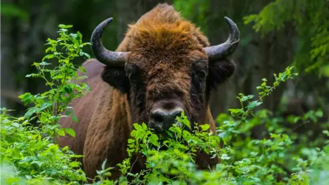 Rafal Kowalczyk European bison