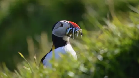 Chantal Macleod-Nolan/RSPB Atlantic puffin