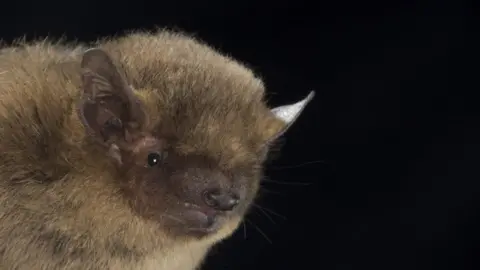 Daniel Hargreaves Soprano Pipistrelle bat