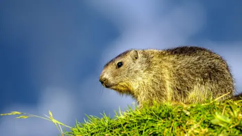 Getty Images Marmot