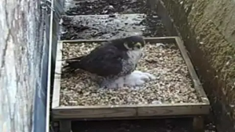 Winchester Cathedral Winnie