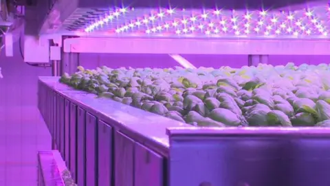 BBC Basil growing in vertical farm