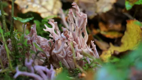 The Donkey Sanctuary Fungi