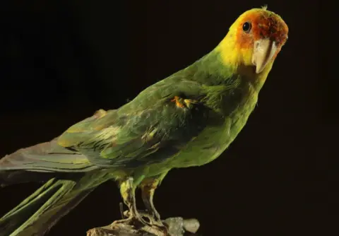 Marc Durà Carolina parakeet specimen