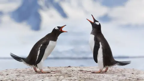 Getty Images Penguins