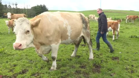 BBC Gary Christie with cattle