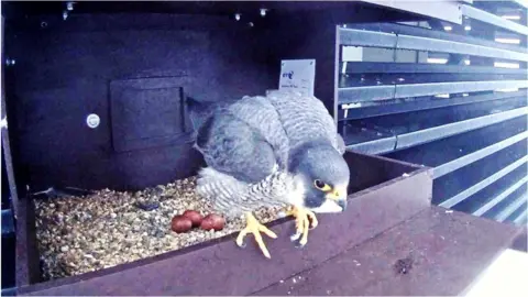 Peter Merchant Peregrine Falcon