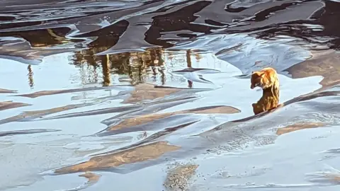 RSPCA Fox in a pit