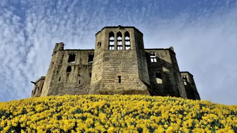 Carolyn Farthing-Dunn Daffodils at Warkworth Castle